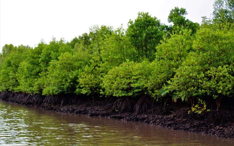 Sabah Kota Kinabalu: Kiulu White Water Rafting + KAWA KAWA Mangrove Forest Day Tour1