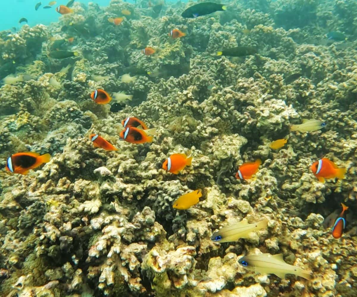 Survivor Island Jungle Trek & Snorkeling 1 Day Tour3