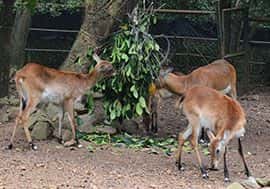 Zoo Melaka4