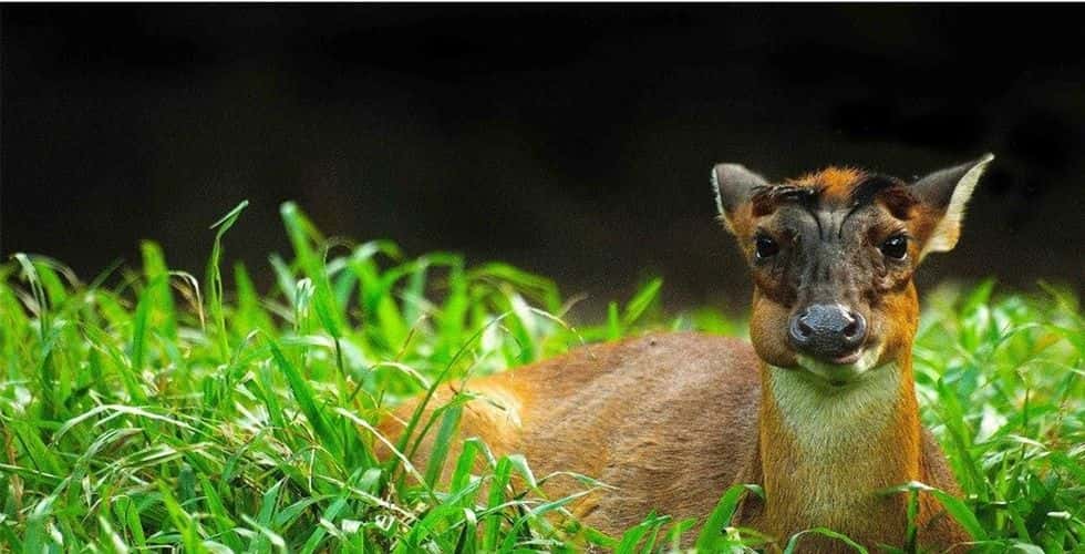บัตรเข้าสวนสัตว์เนการา | มาเลเซีย (Zoo Negara)3