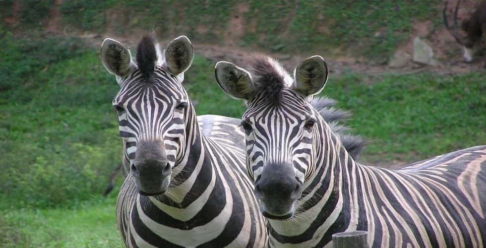 บัตรเข้าสวนสัตว์เนการา | มาเลเซีย (Zoo Negara)4