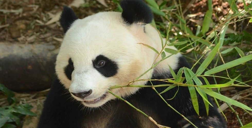 บัตรเข้าสวนสัตว์เนการา | มาเลเซีย (Zoo Negara)2