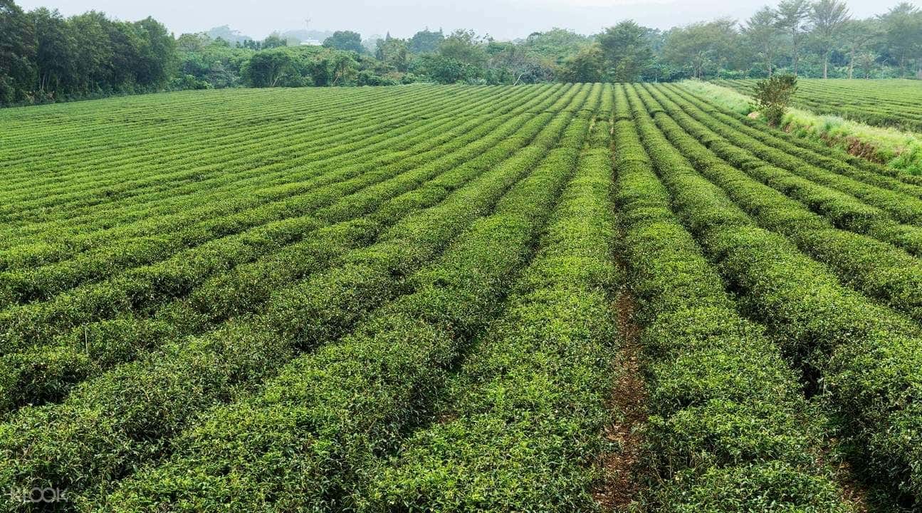 Brown Boulevard, Paradise Road, and Luye Tea Hill Guided Day Tour3