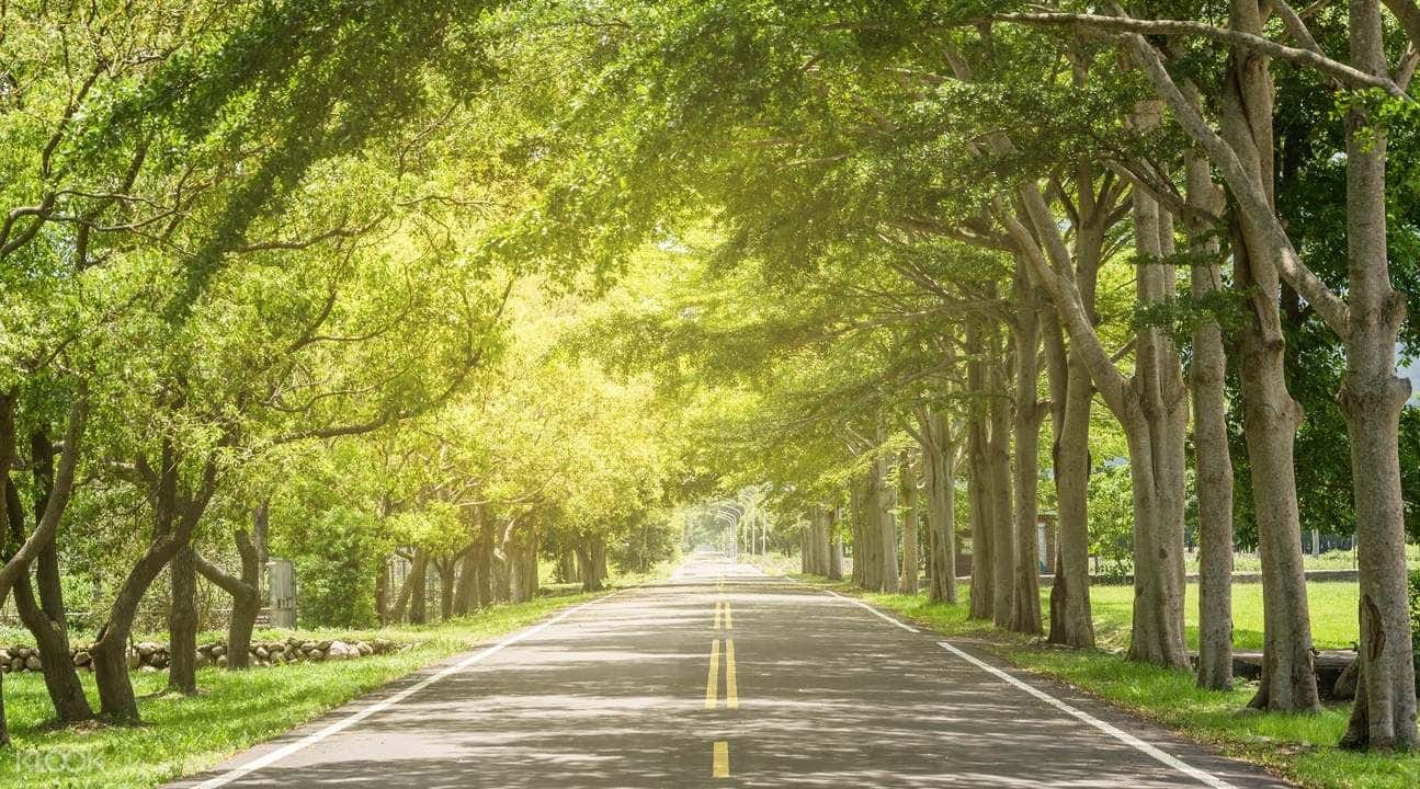 Brown Boulevard, Paradise Road, and Luye Tea Hill Guided Day Tour2