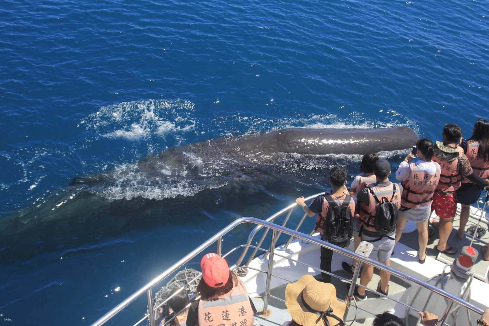 Taiwan Hualien Whale & Dolphin Watching Cruise with Transfer Service1