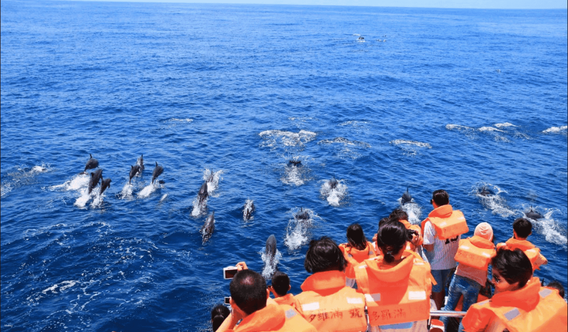Taiwan Hualien Whale & Dolphin Watching Cruise with Transfer Service2