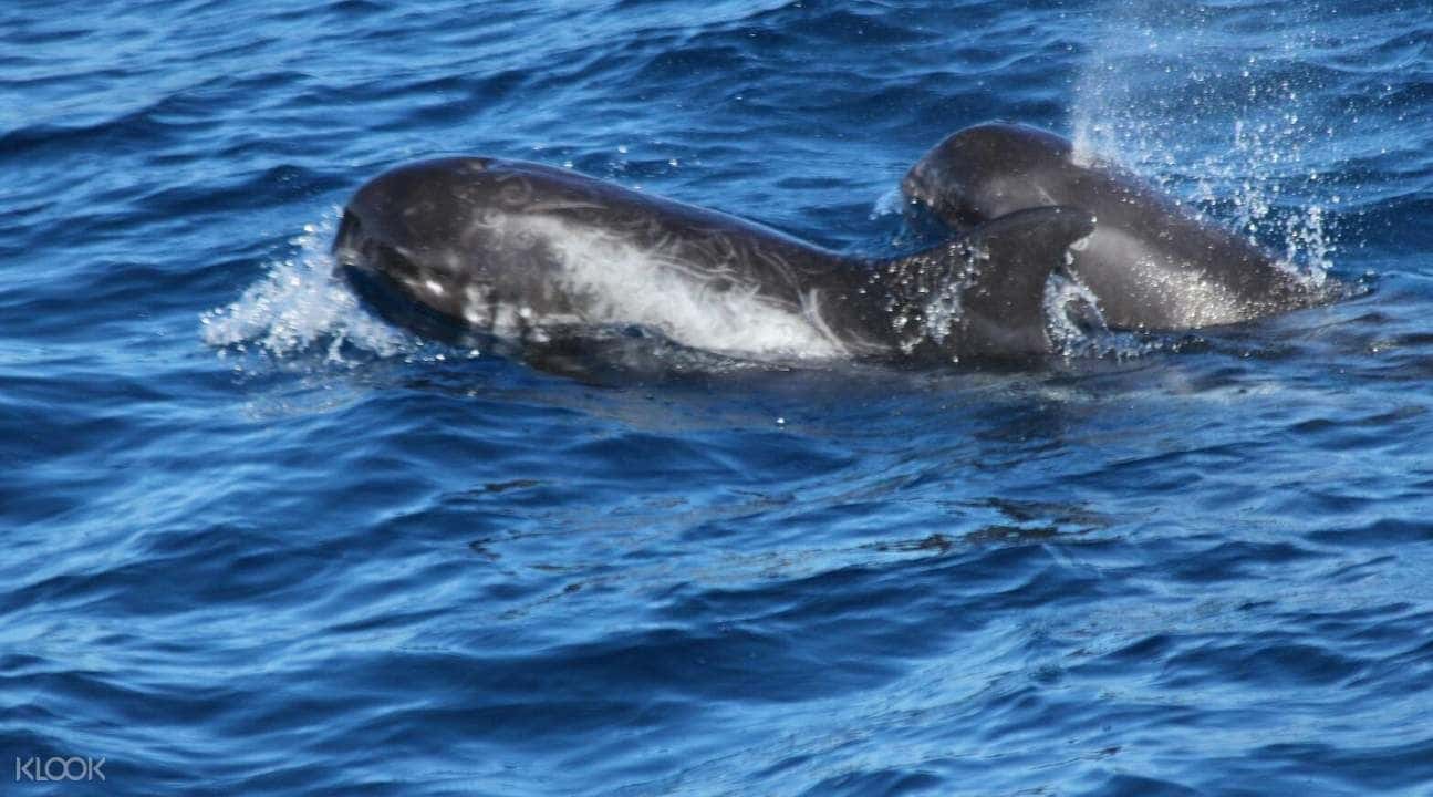 Taroko National Park and Hualien Whale Watching Tour3