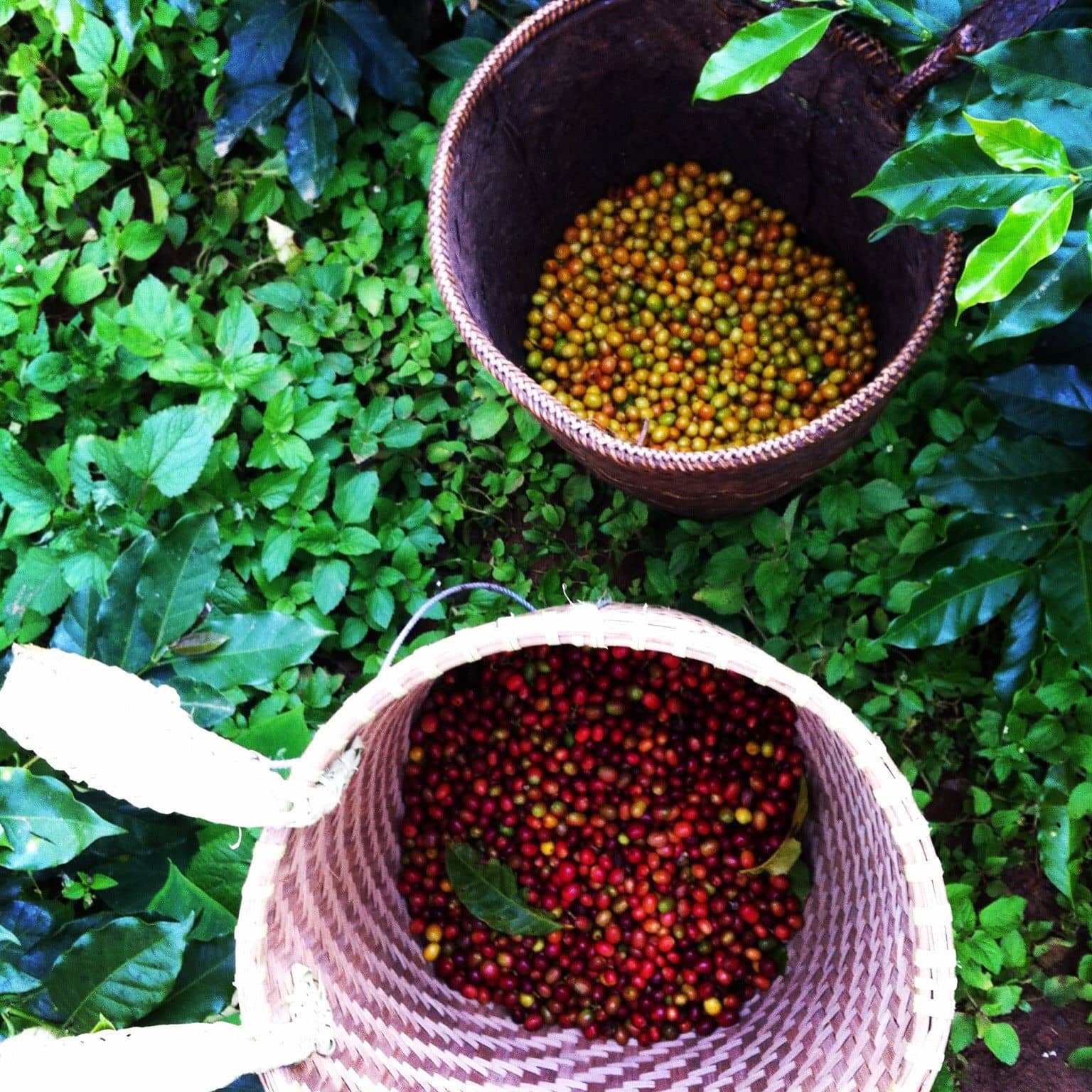 Coffee Class And Visiting Outside Of Da Lat