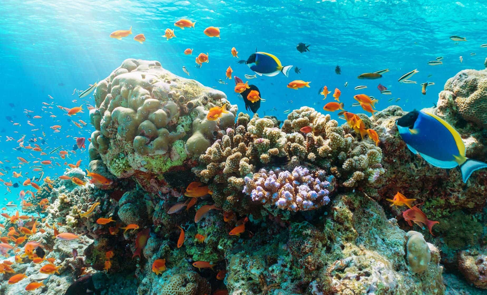 Discover Coral Reef With Scuba Diving Tour1