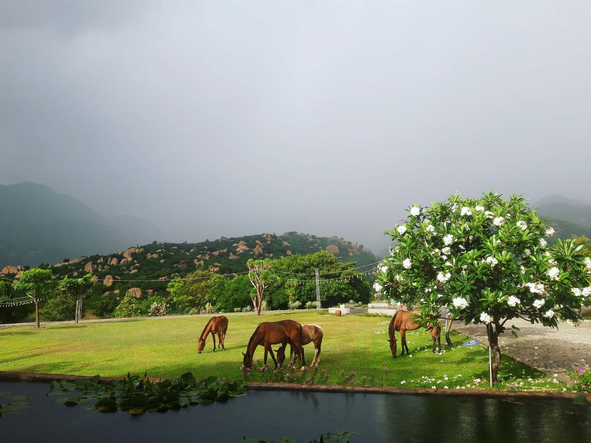 Ninh Thuan Day tour from Nha Trang with English speaking guide3