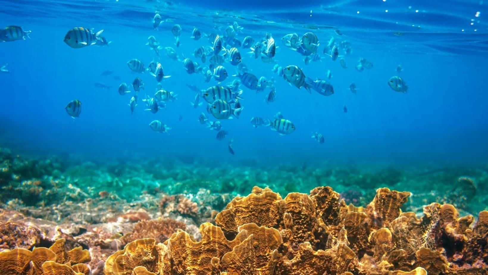 Sea Tour by Speedboat to 4 Islands3
