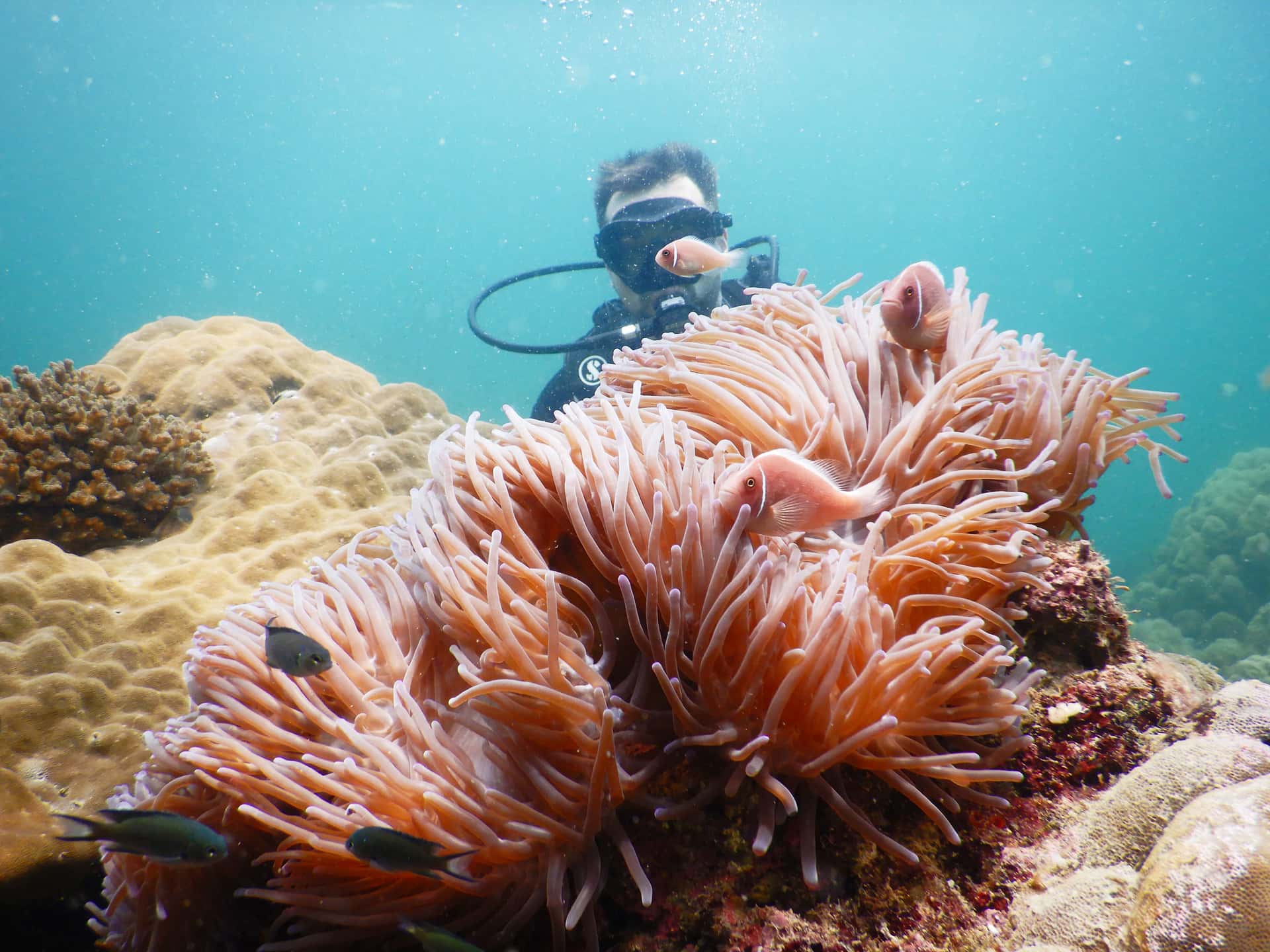 Sea-Walker or Scuba Diving Trip (01 time)4