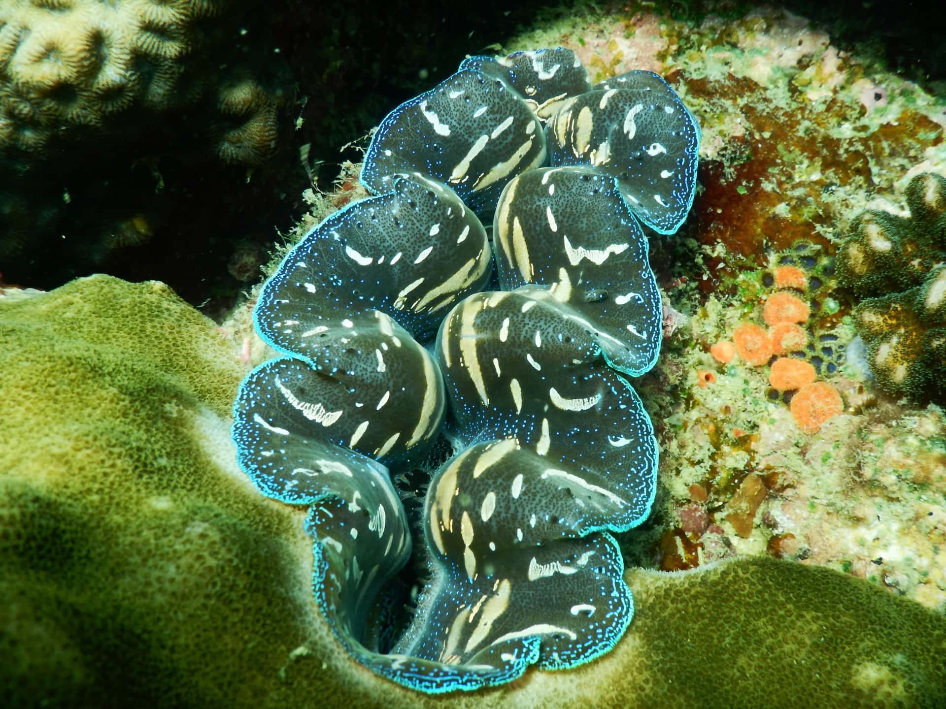 Sea-Walker or Scuba Diving Trip (01 time)1