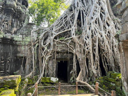 SIEM REAP CAR TRANSFER TO LUNCH/DINNER IN CITY-AROUND TRIP (WITHIN 10KM)4