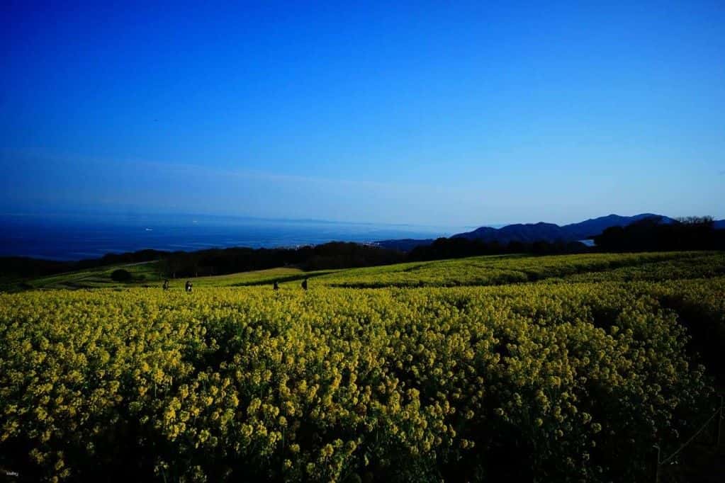 All-you-can-ride ticket for Kita-Awaji bus|Kakehashi Expressway Bus Two-Day Unlimited Pass|Awaji, Japan2