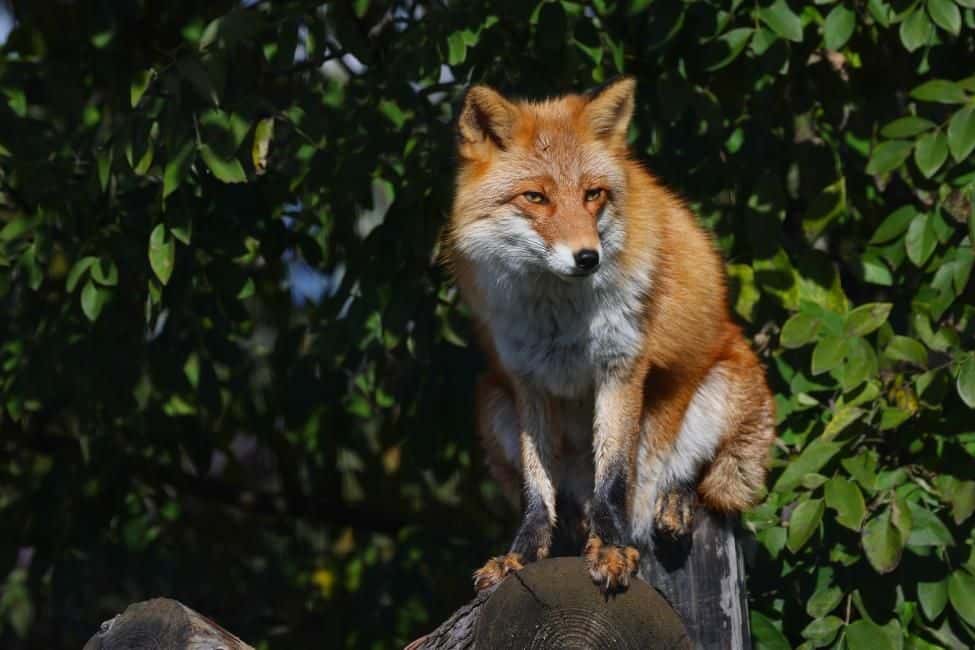 Asahikawa, Hokkaido|Yokubari Greedy Ticket including Asahiyama Zoo Admission Ticket|Reservations Confirmed Immediately2