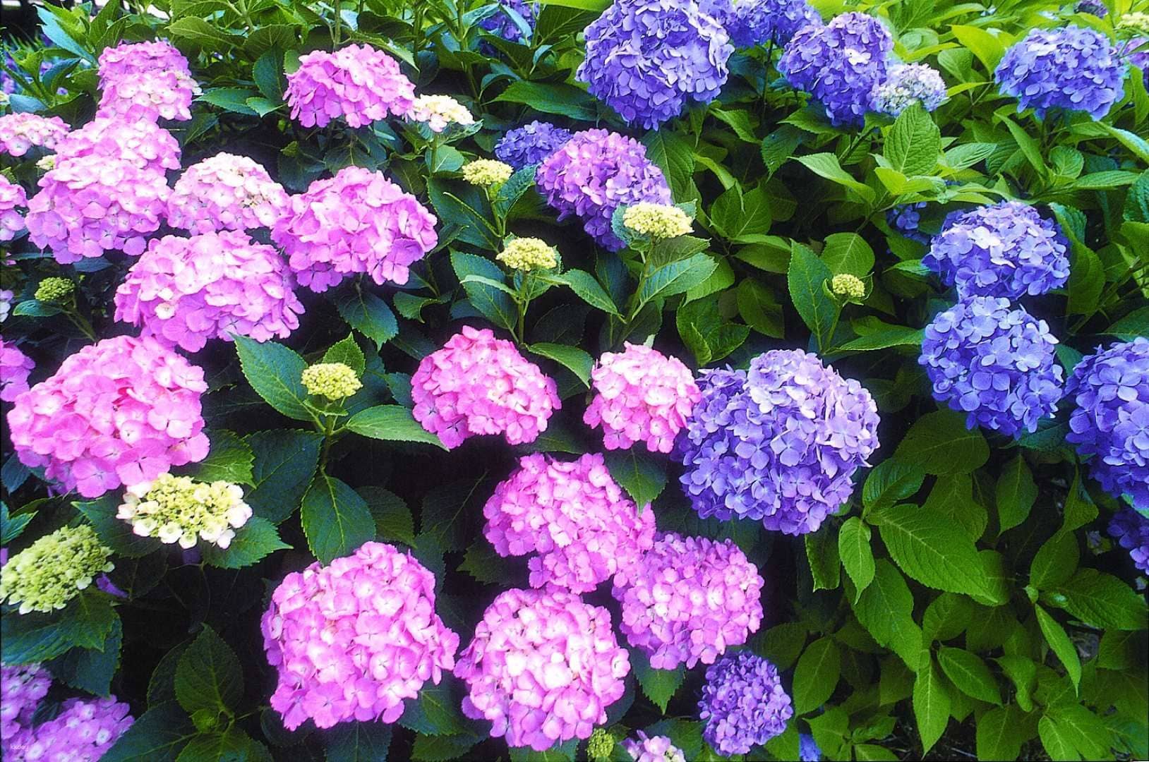 Ashikaga Flower Park - Garden of Illuminated Flowers Entry Ticket |Ashikaga, Tochigi