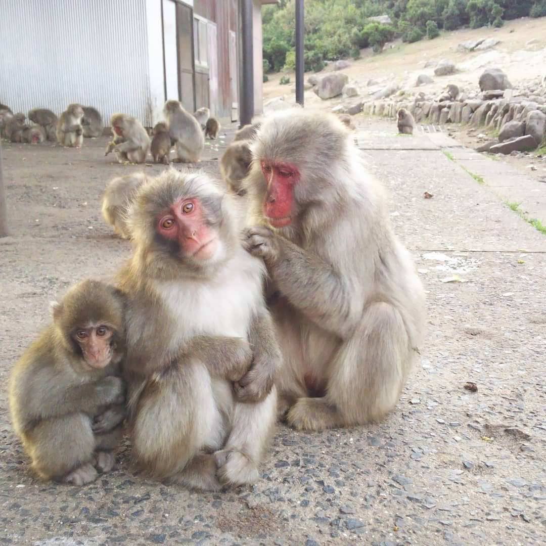 Choshikei Osaru no Kuni (Monkey Country) Natural Zoo Admission Ticket | Kagawa