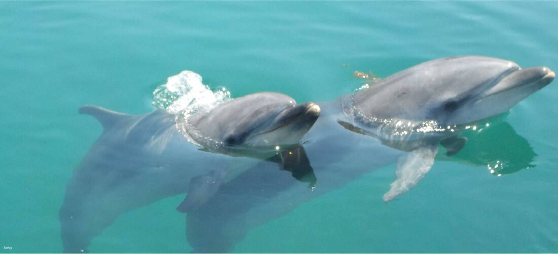 Dolphin Farm Shimanami Admission Ticket | Ehime
