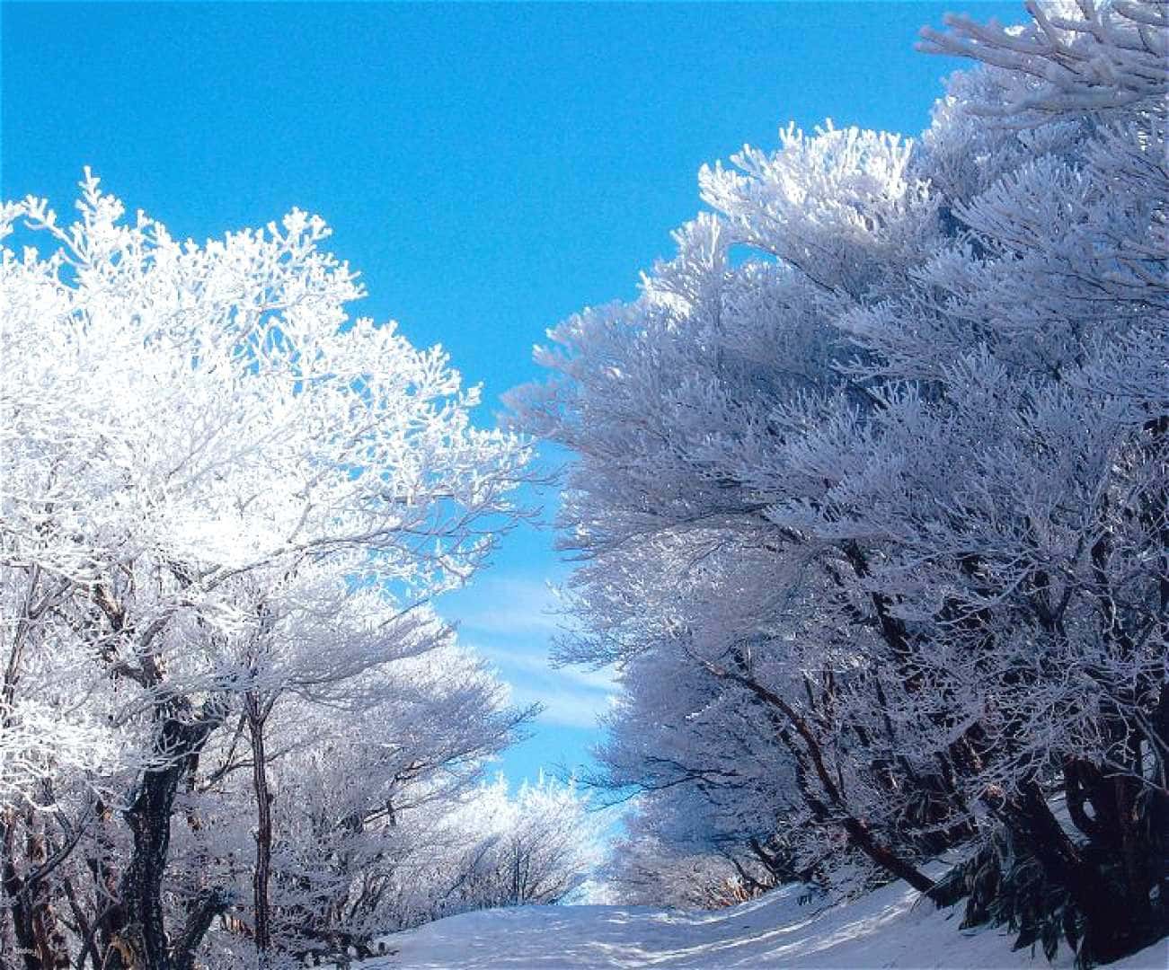 Fall Foliage or Winter Frosted Trees: Gozaishodake Ropeway, Hoarfrost and Nabana no Sato Illumination Bus Day Tour from Osaka | Japan2