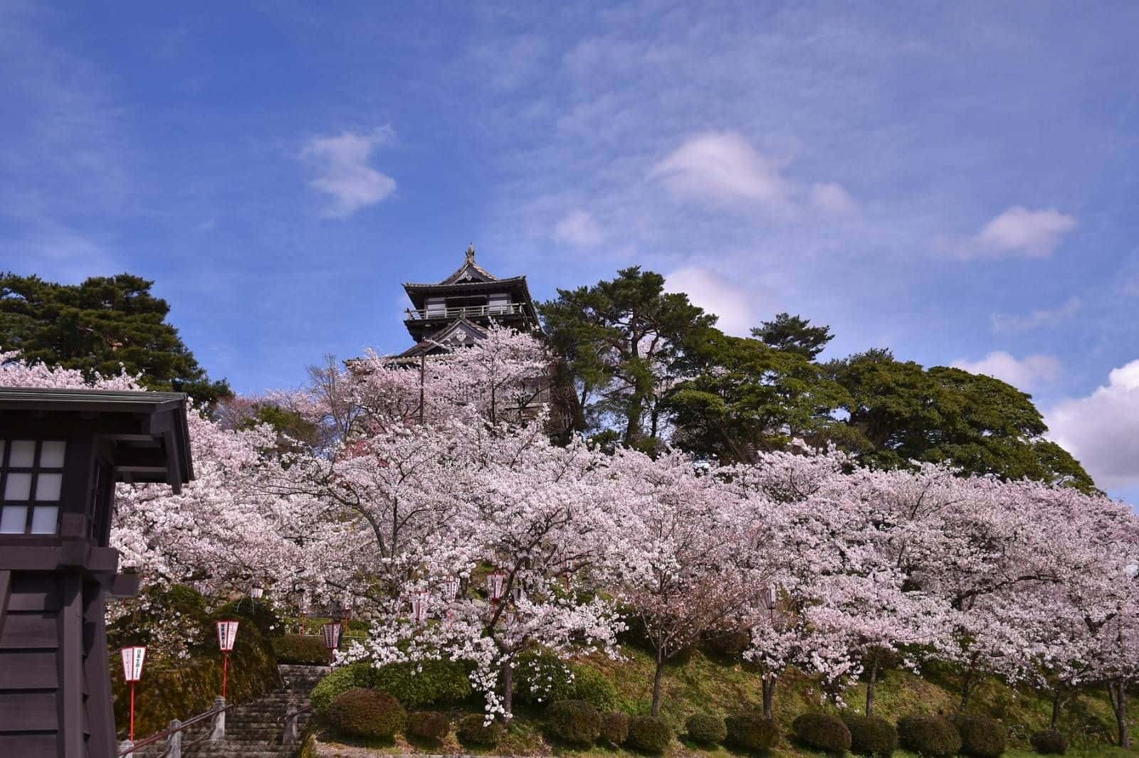 Fukui Maruoka Castle Admission Ticket2
