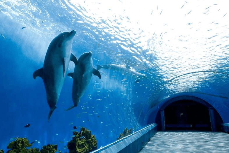 Hengbin Hakkeijima Aquarium3