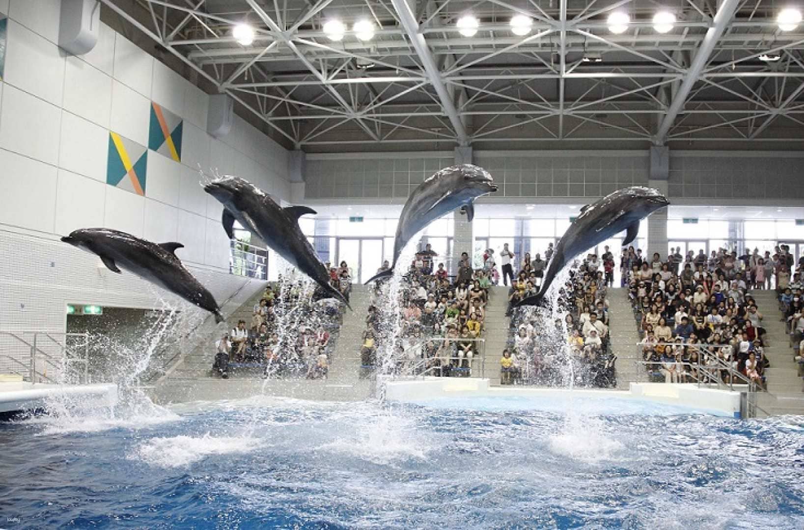 Io World Kagoshima City Aquarium Entrance Ticket