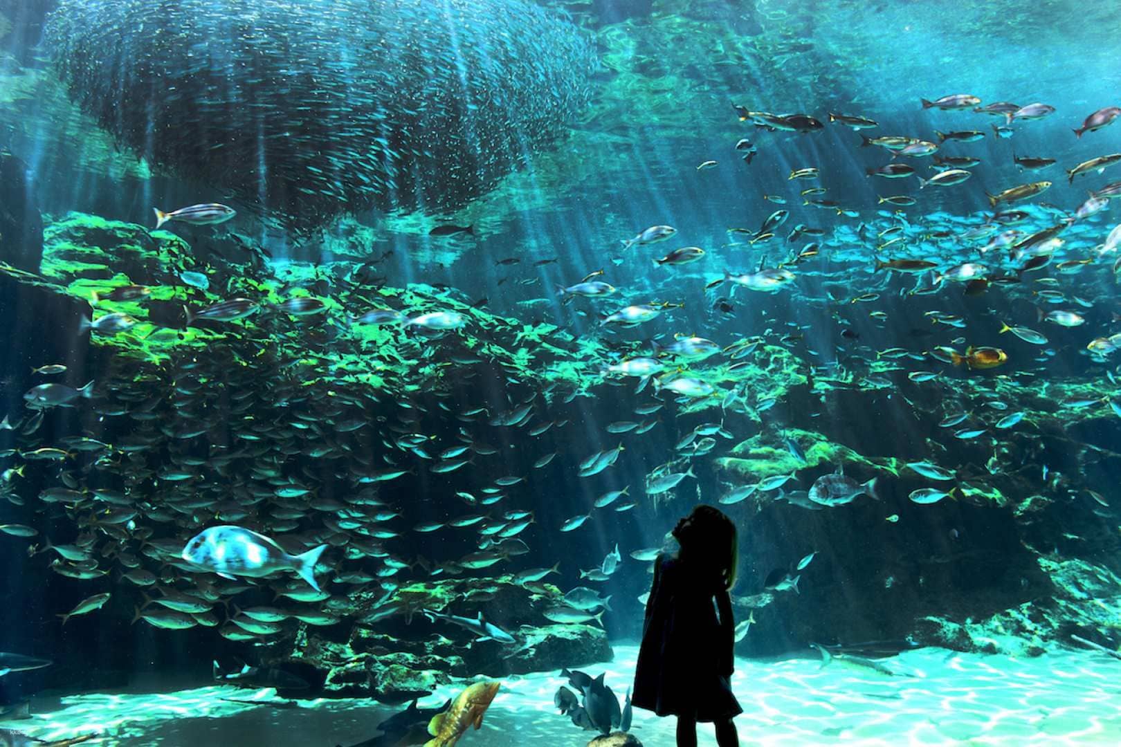 Kujukushima Aquarium Umi Kirara Admission Ticket