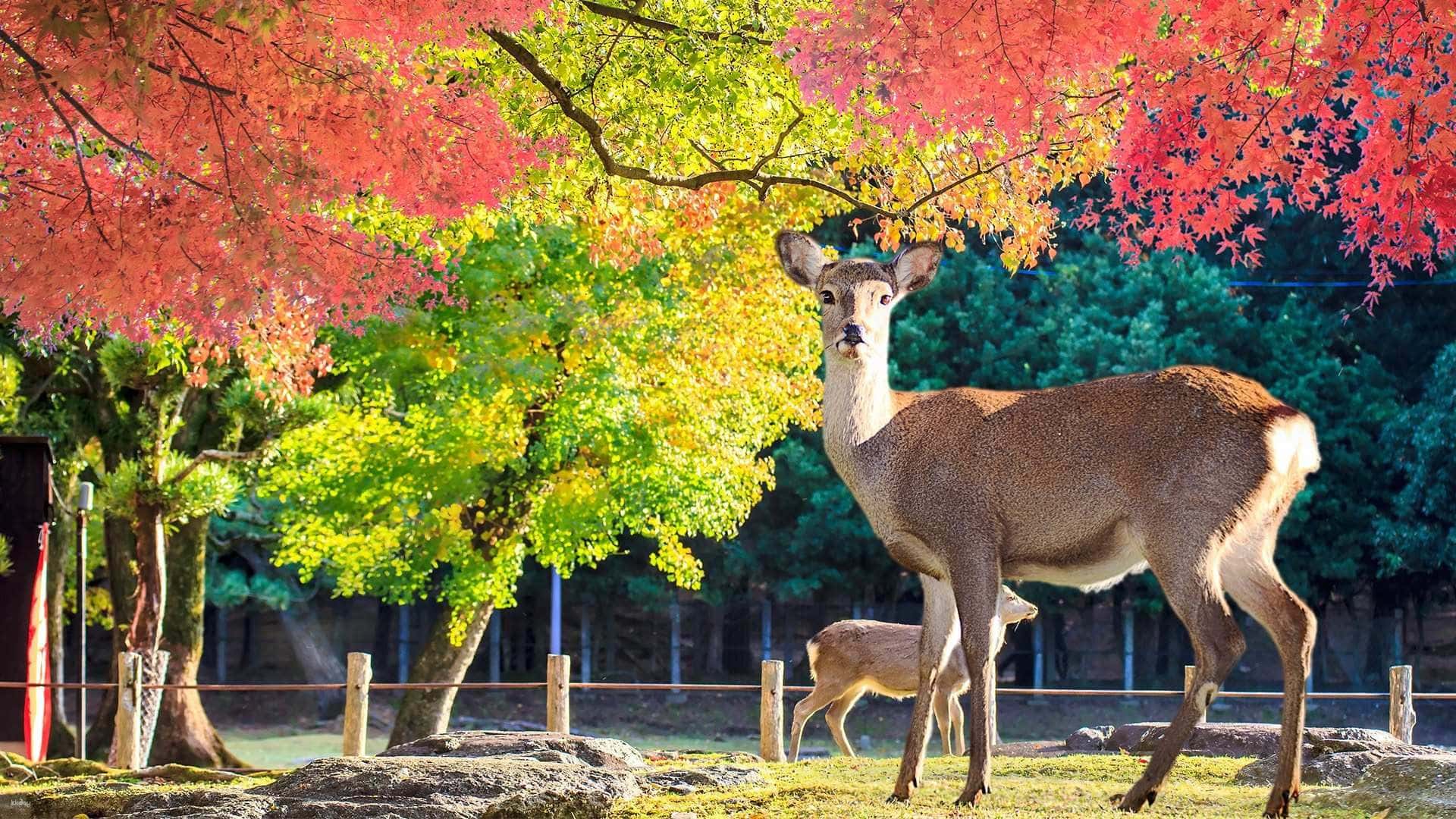 Kyoto & Nara Day Tour from Osaka/Kyoto: Fushimi Inari Taisha Shrine, Arashiyama & Nara Park with Japanese Lunch Option1