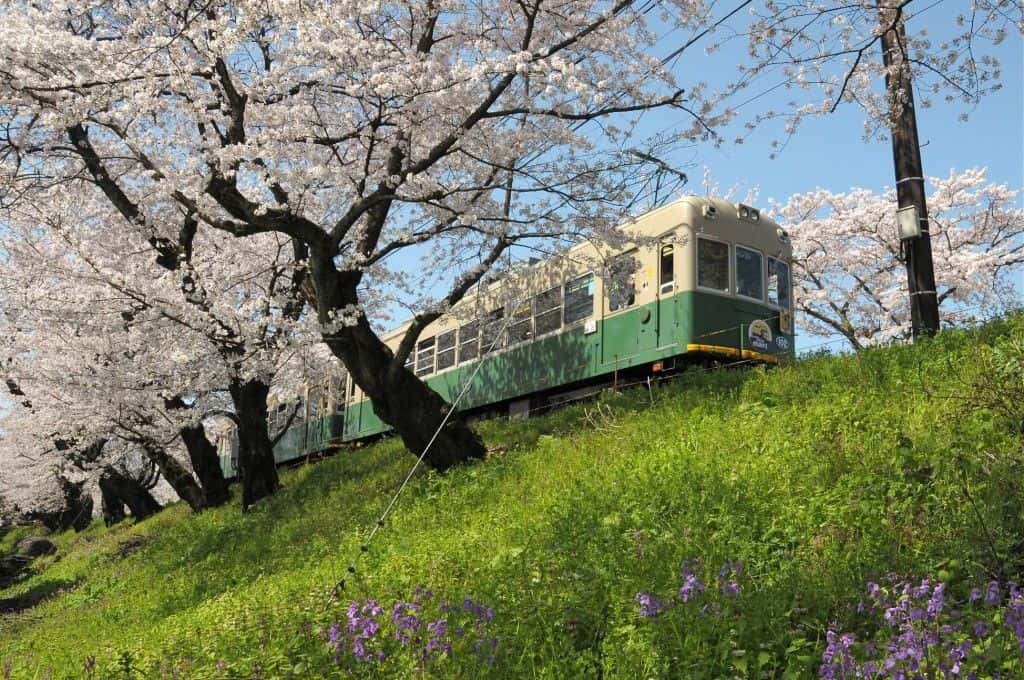 1-day Free Pass for Randen Tram (Lines available for use: Randen Arashiyama and Kitano lines)2