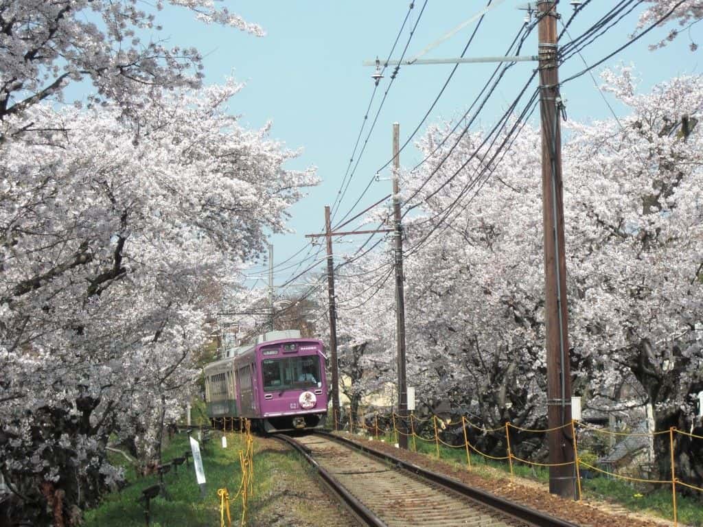 1-day Free Pass for Randen Tram (Lines available for use: Randen Arashiyama and Kitano lines)1