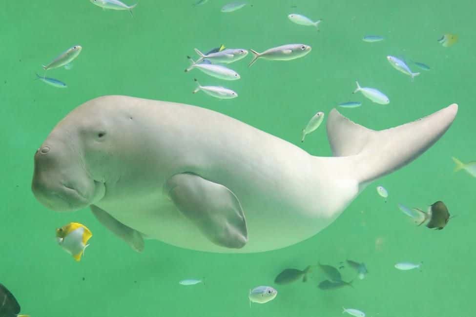 Toba Aquarium Admission Ticket | Mie1