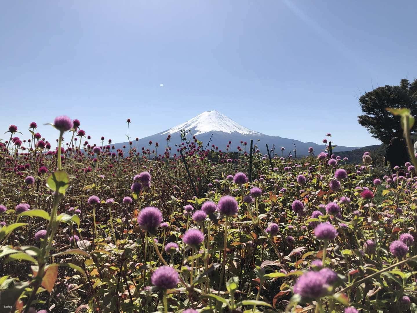 Mount Fuji One-day Tour | Lake Kawaguchiko & Sengen Shrine & Oshino Hakkai & Mount Fuji 5th Station | Tokyo Departure4