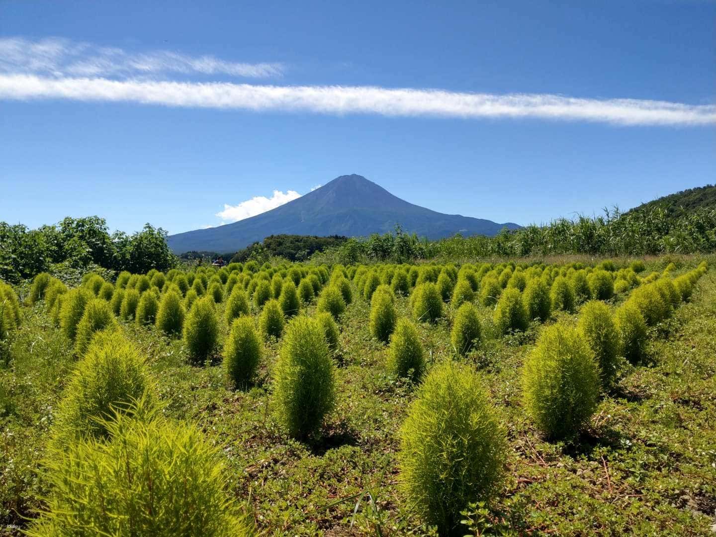 Mount Fuji One-day Tour | Lake Kawaguchiko & Sengen Shrine & Oshino Hakkai & Mount Fuji 5th Station | Tokyo Departure3
