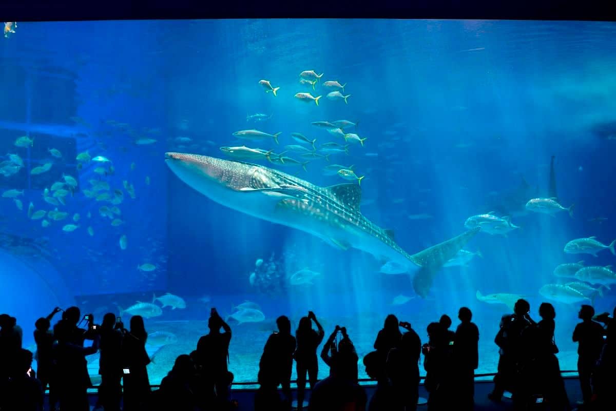 Okinawa Churaumi Aquarium