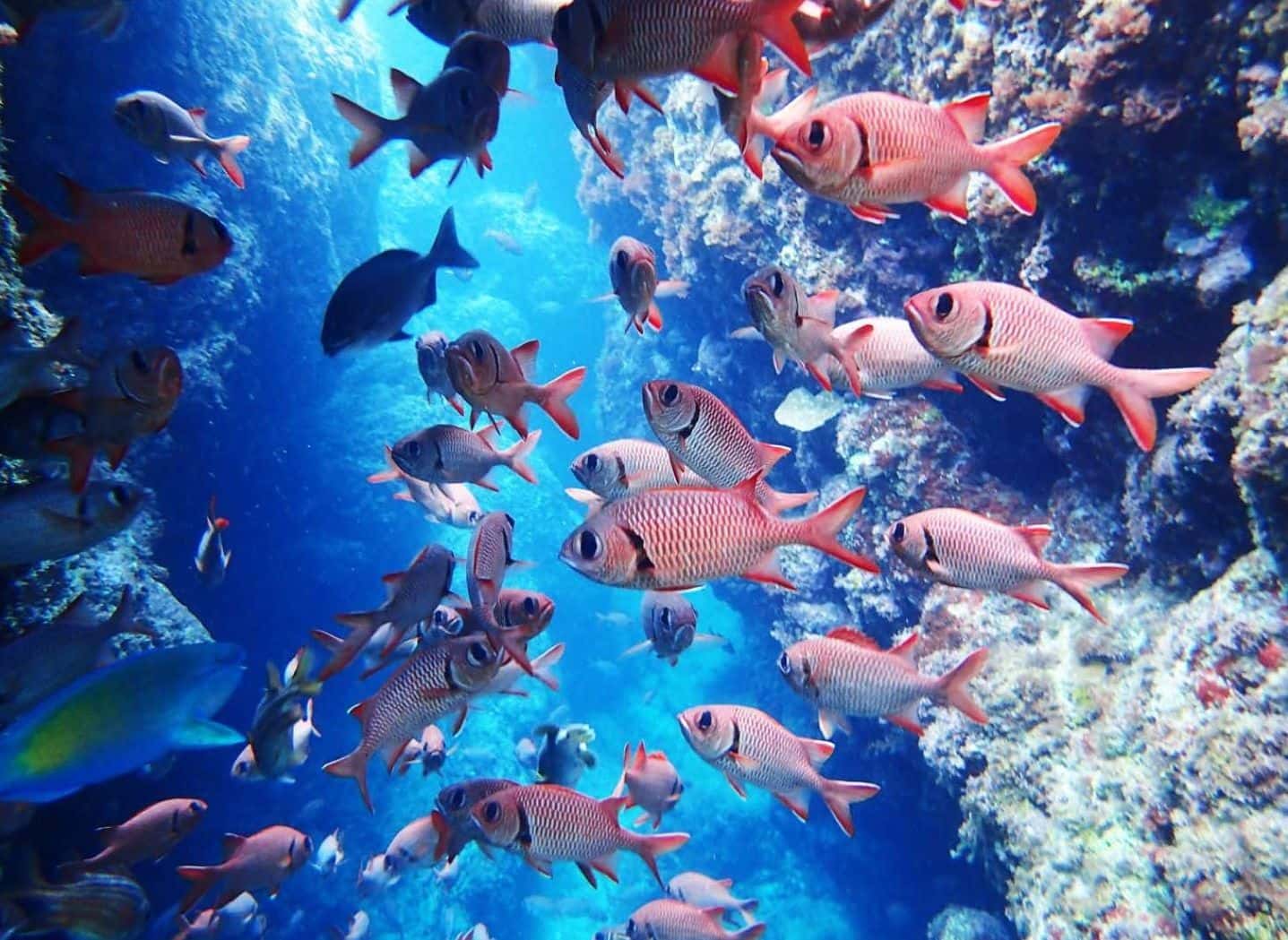 Onna Village Blue Cave Scuba and Snorkeling Experience1