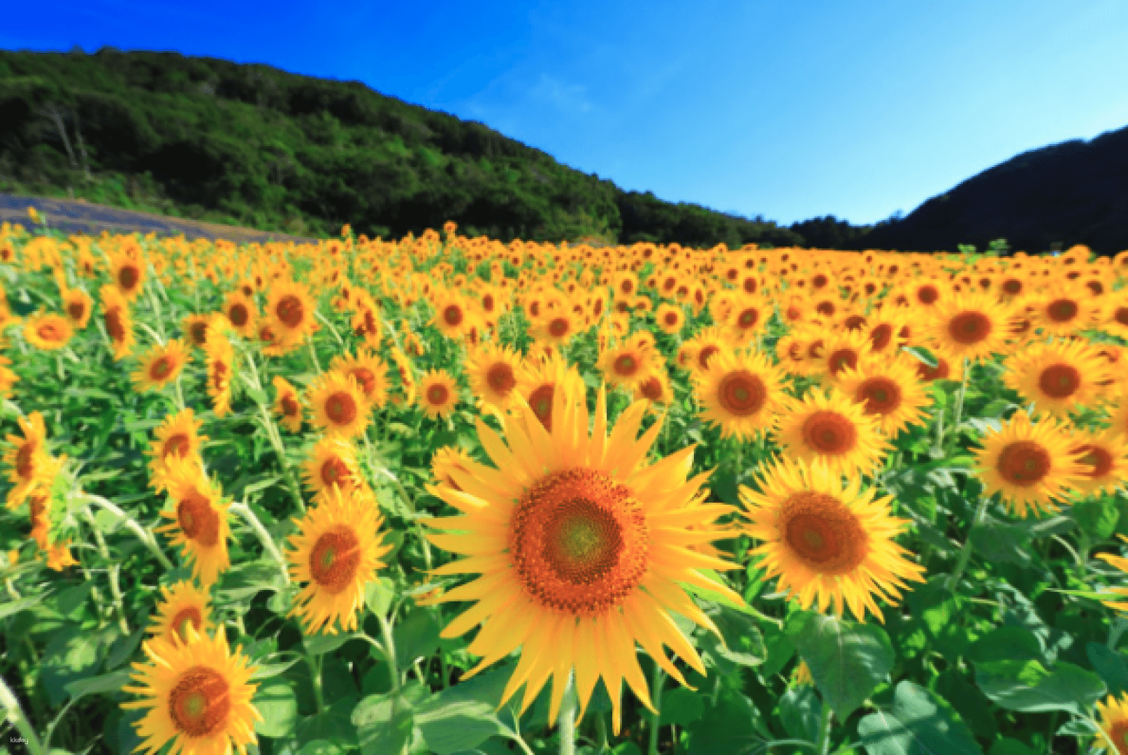 Shima City Tourist Farm Sunflower Admission Ticket Reservation (Mie Prefecture)