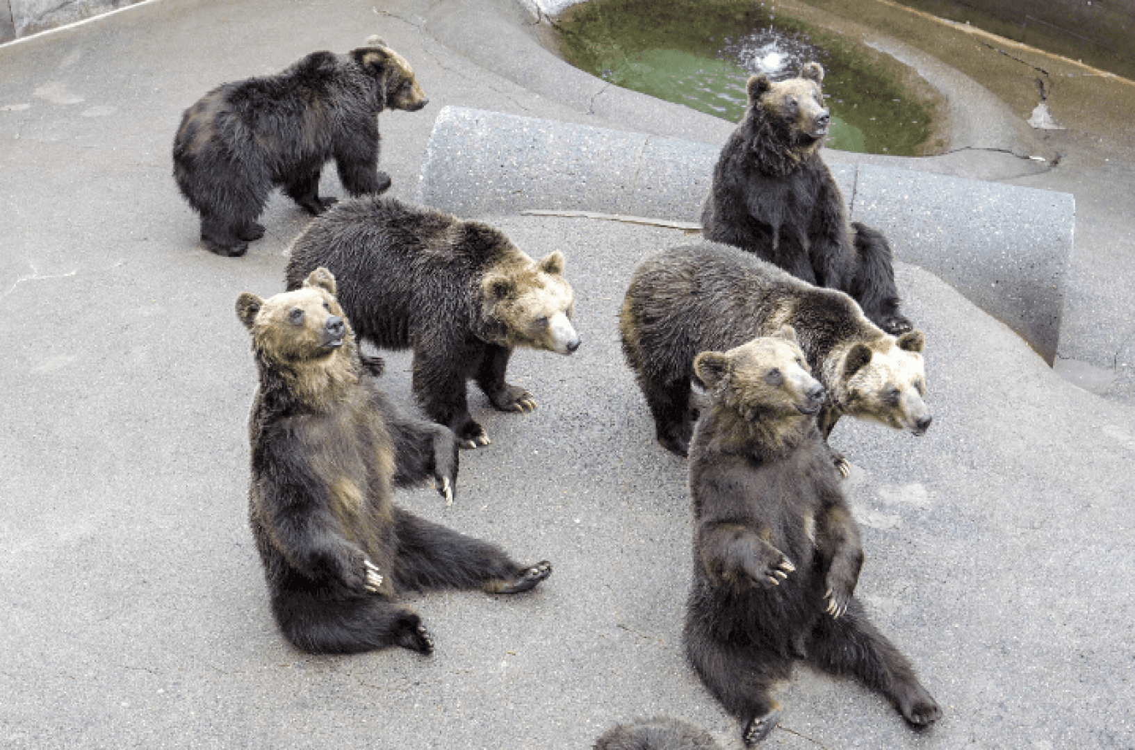 บัตรเข้าชมฟาร์มหมีโชวะชินซัง | ฮอกไกโด Showa (Shinzan Bear Ranch)