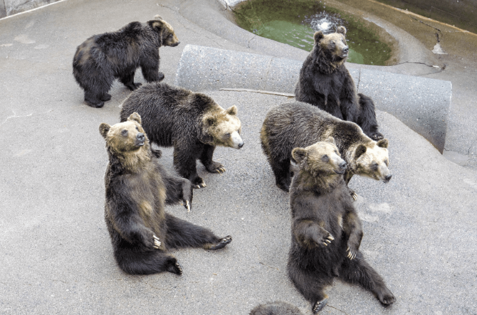 บัตรเข้าชมฟาร์มหมีโชวะชินซัง | ฮอกไกโด Showa (Shinzan Bear Ranch)