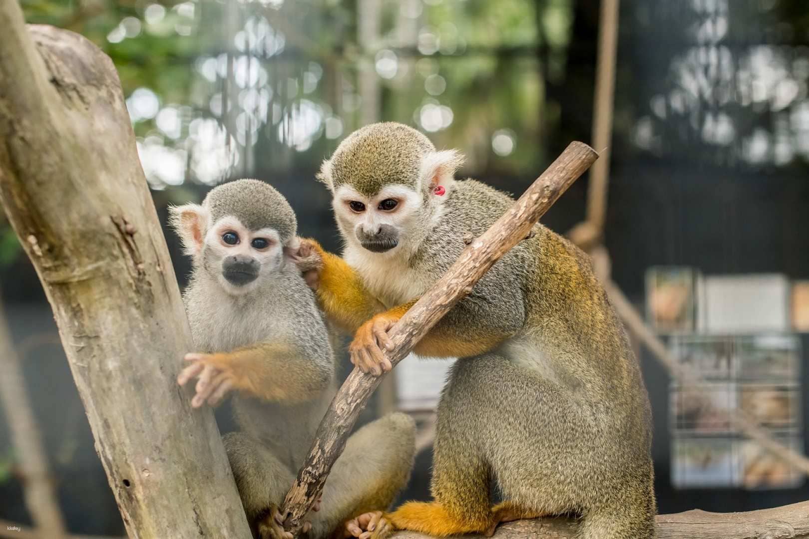 Southeast Botanical Gardens Admission Ticket | Okinawa, Japan