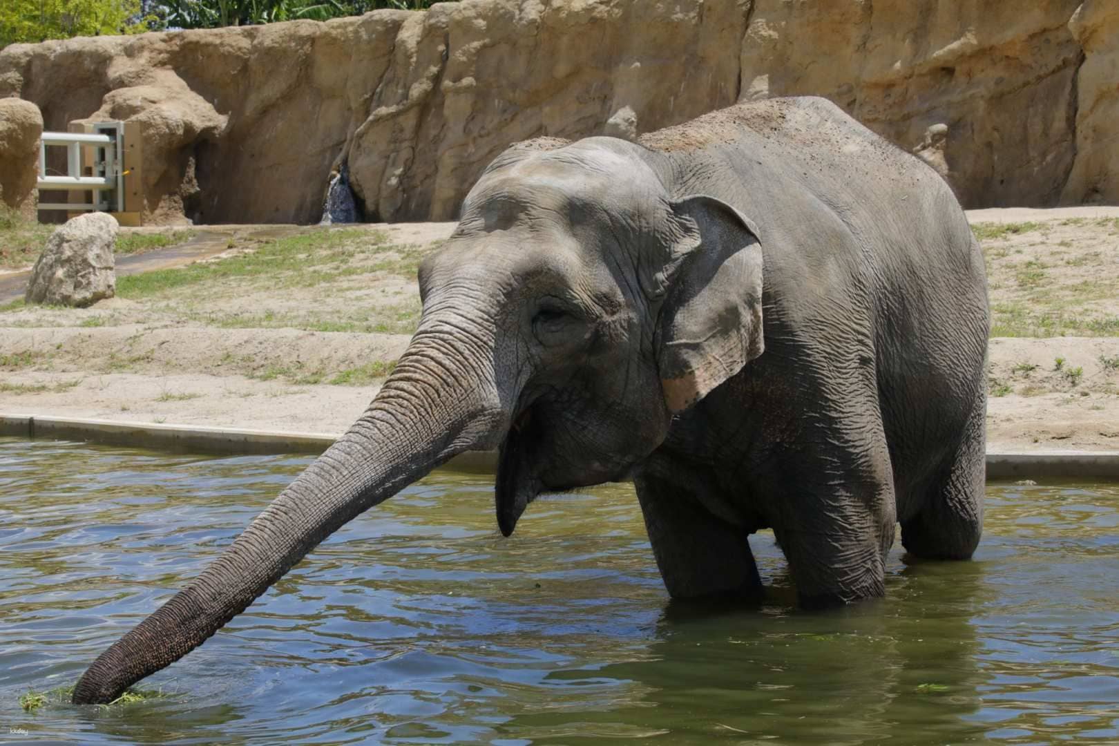 Toyohashi Zoo & Botanical Park (Non Hoi Park) Admission Ticket | Toyohashi City, Aichi Prefecture