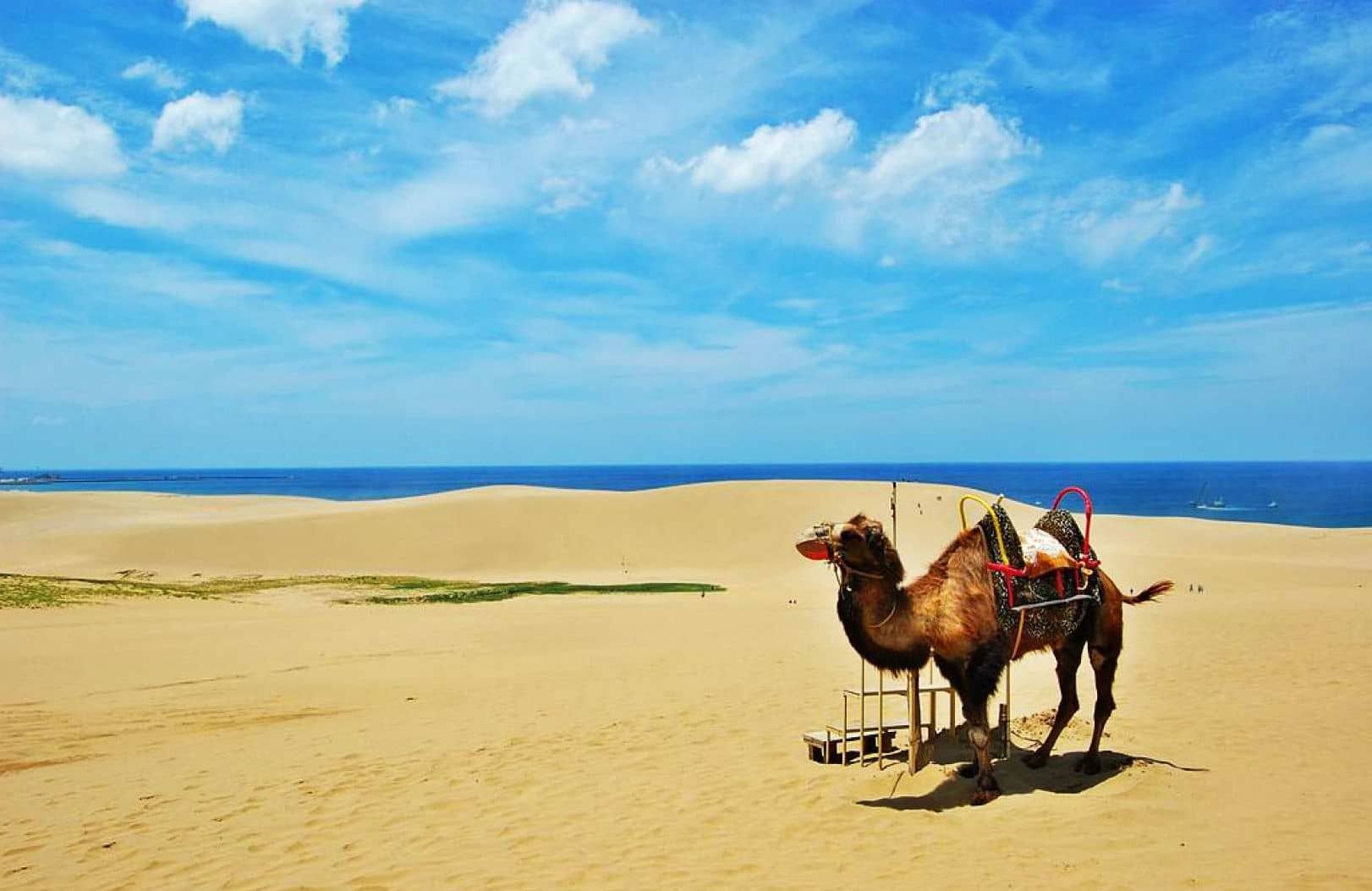 Uratomi Coast Cruise & Tottori Sand Dunes and Sand Museum Day Tour from Osaka