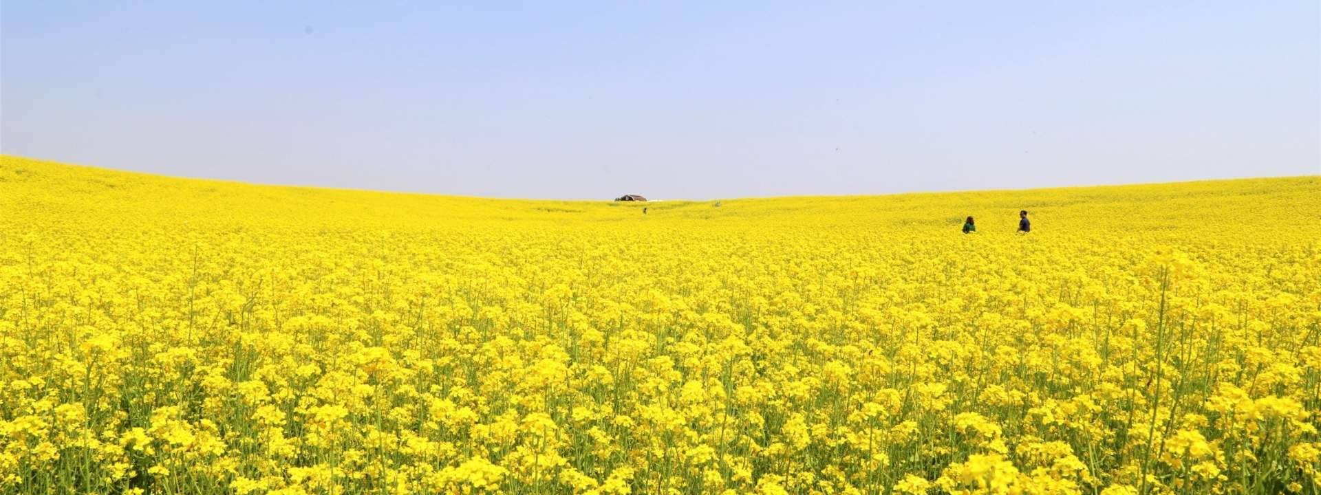 Anseong Inchegol Village and Anseong Farmland Day Trip from Seoul