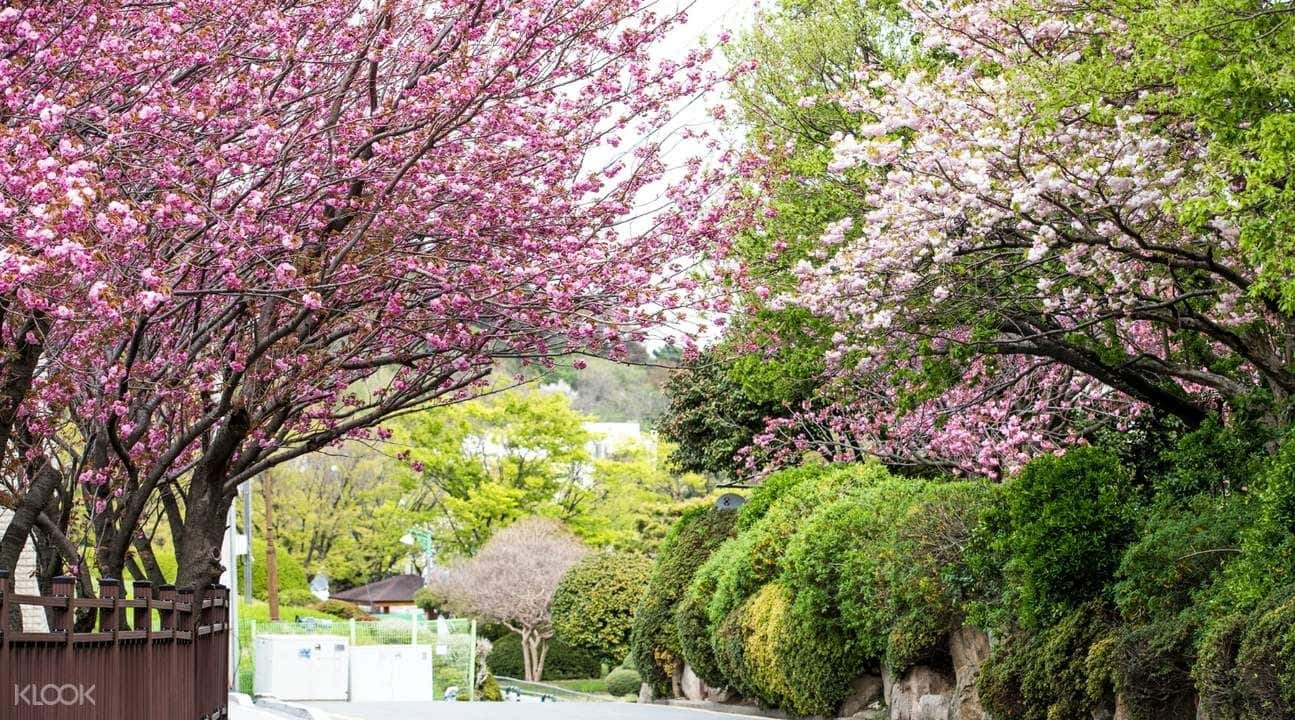 Busan and Gyeongju King Cherry Blossom Day Tour2