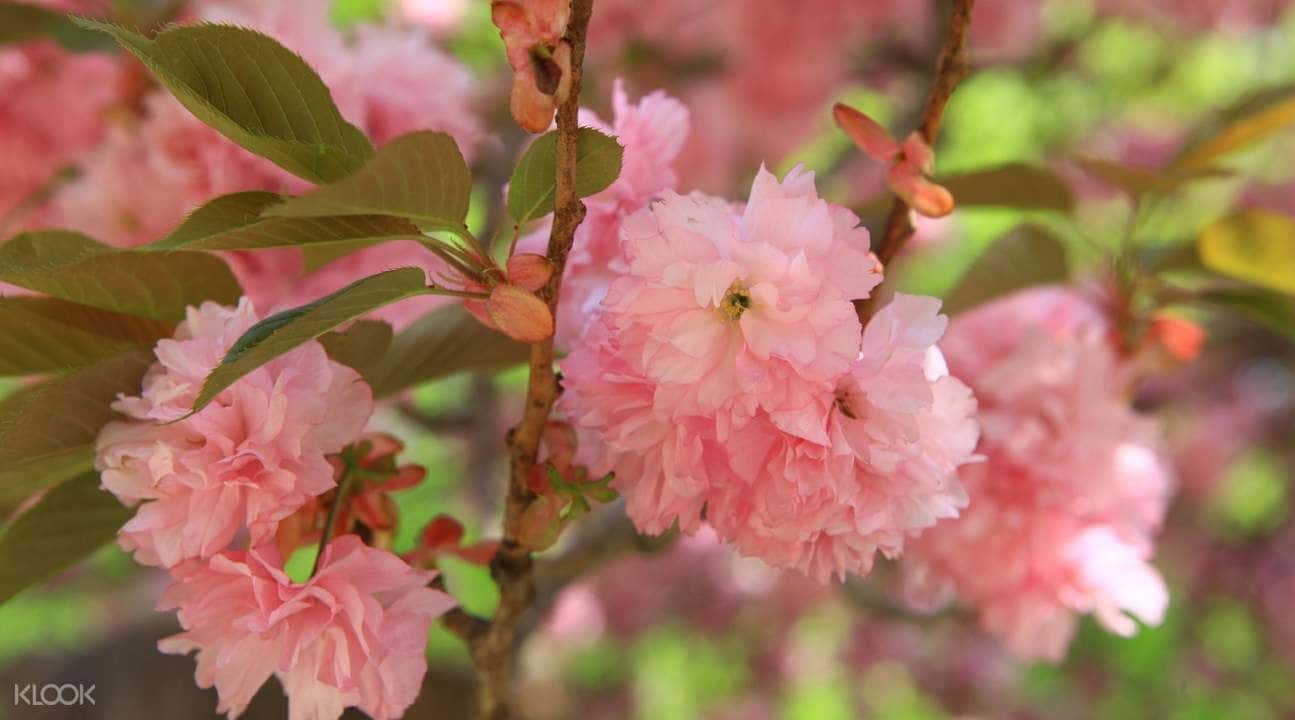 Busan and Gyeongju King Cherry Blossom Day Tour3