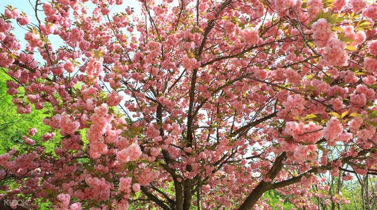 Busan and Gyeongju King Cherry Blossom Day Tour1