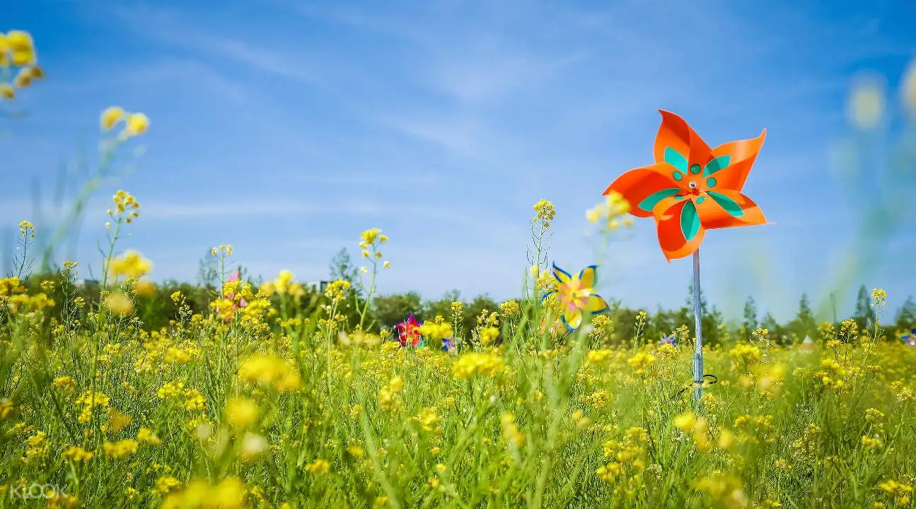 Busan Canola Flower Festival Trip2