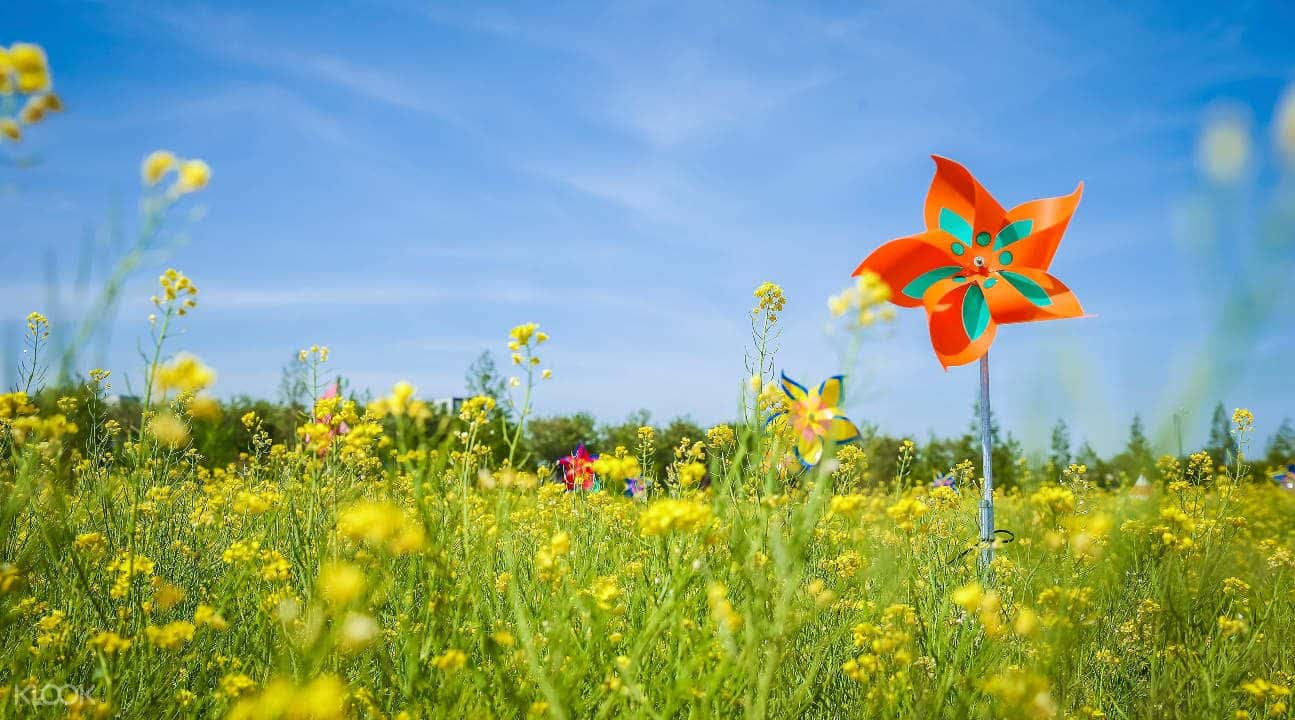 Busan Canola Flower Festival Trip2