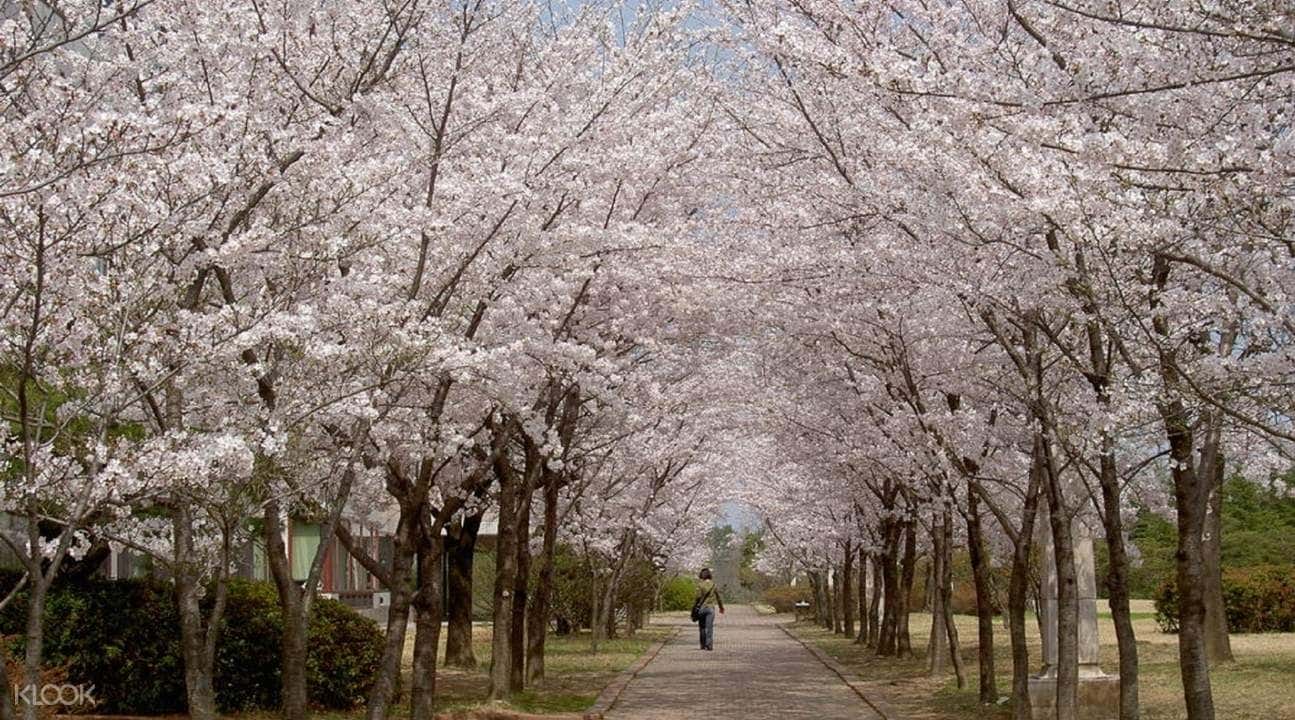 Chasing Cherry Blossoms Tour from Busan2
