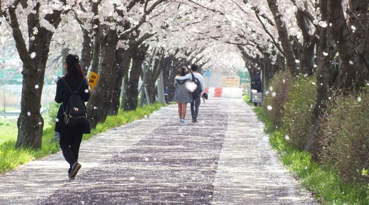 Chasing Cherry Blossoms Tour from Busan3